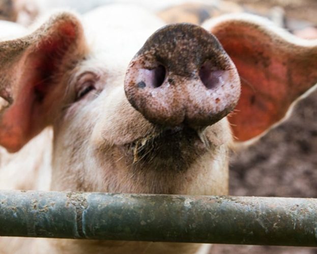Pig looking through a gate