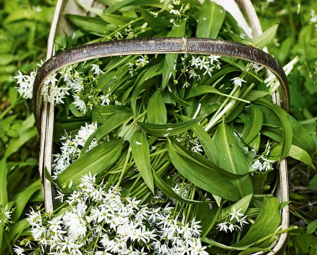 Foraging in the uk