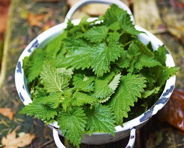 foraging nettles - nettles shown in a white colander