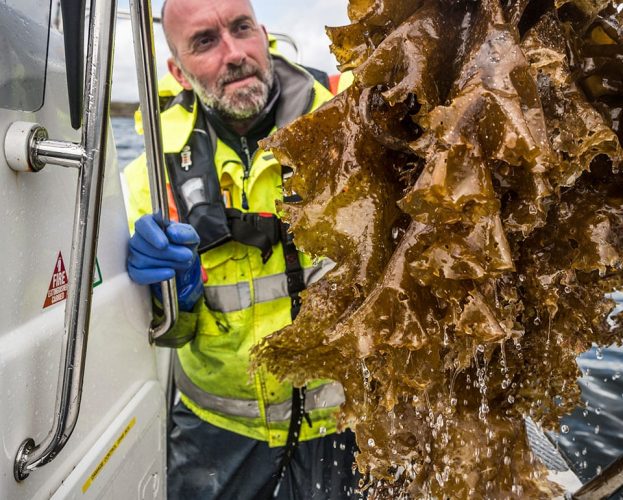 Sugar Kelp Diver