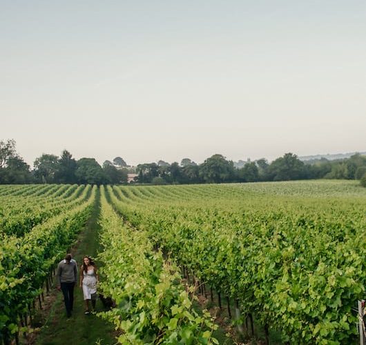vineyards in the UK