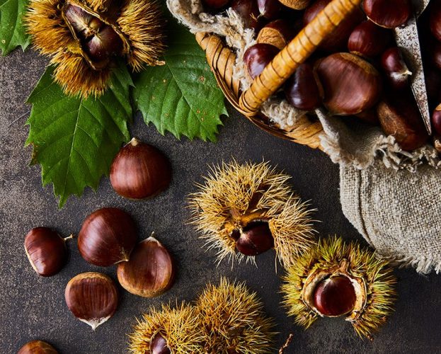 Image of edible chestnuts