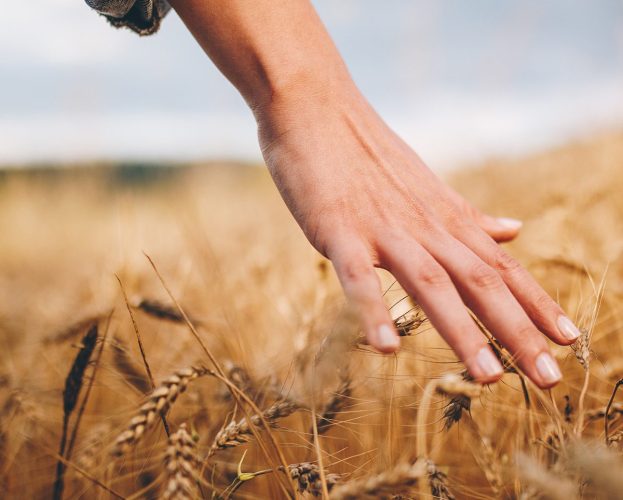 A hand stroking a field of wheat