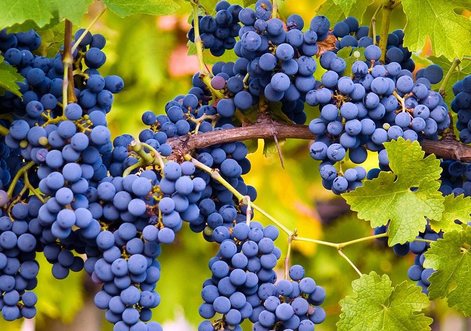 Cabernet sauvignon grapes